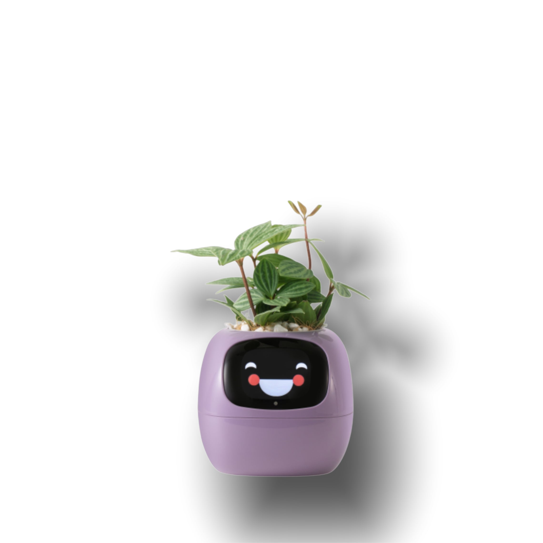 Smart Ivy Smart Pet Planter