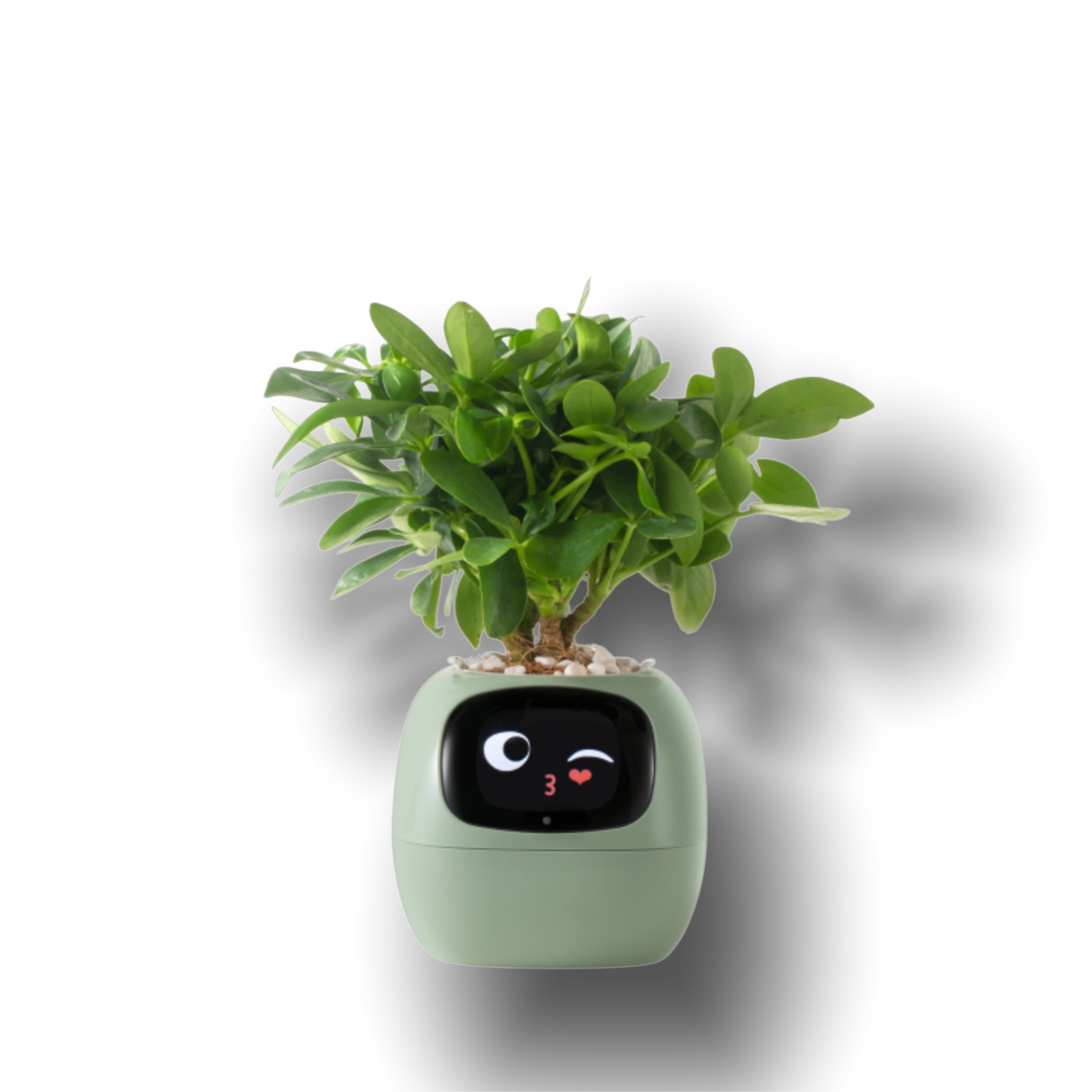 Smart Ivy Smart Pet Planter